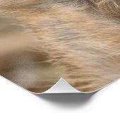 Poster Meerkat 098 (Coin)