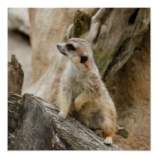 Poster Meerkat 2014-1001 (Devant)