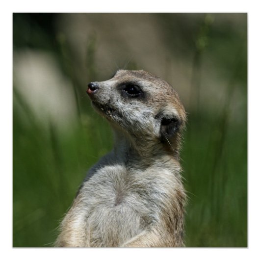 Poster Meerkat_2014_1006 (Devant)