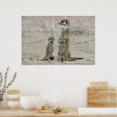 Poster Meerkat Baby Sitter And Pups (Suricata Suricata) (Cuisine)