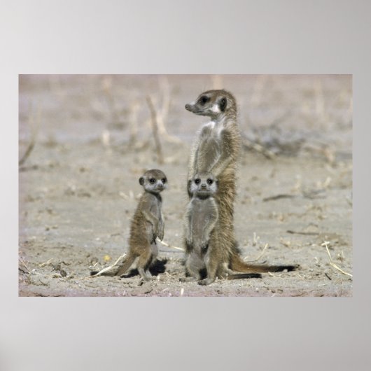 Poster Meerkat Baby Sitter And Pups (Suricata Suricata) (Devant)