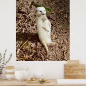 Poster Meerkat Blanc Se Tenant Au Soleil, (Cuisine)