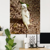 Poster Meerkat Blanc Se Tenant Au Soleil, (Bureau à domicile)