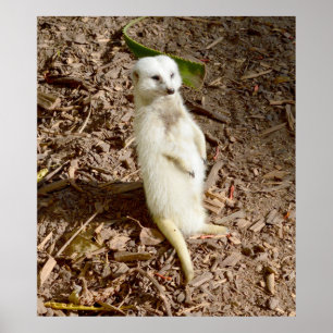 Poster Meerkat Blanc Se Tenant Au Soleil,