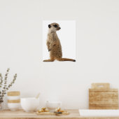 Poster Meerkat ou Suricate - Suricata suricatta (Cuisine)