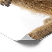 Poster Meerkat ou Suricate - Suricata suricatta (Coin)