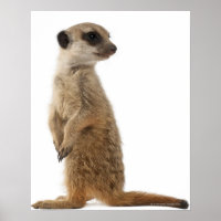 Meerkat ou Suricate - Suricata suricatta
