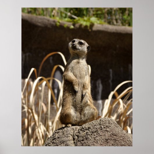 Poster Meerkat Poser (Devant)