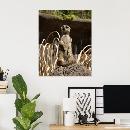 Poster Meerkat Poser (Bureau à domicile)