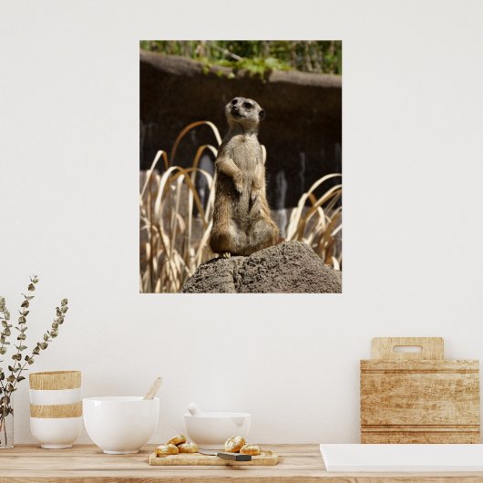 Poster Meerkat Poser (Cuisine)