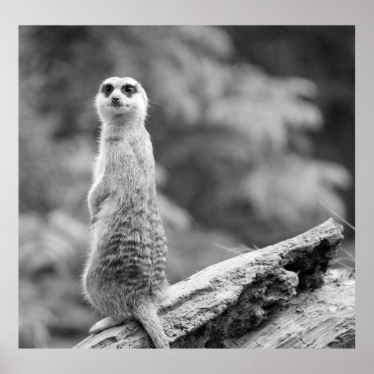 Poster "Meerkat protecteur" (Devant)