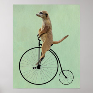 Poster Meerkat sur Black Penny Farthing