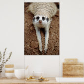 Poster Meerkat (Suricata Suricatta) Refroidissement (Cuisine)