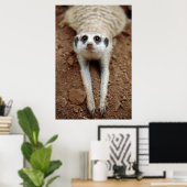 Poster Meerkat (Suricata Suricatta) Refroidissement (Bureau à domicile)
