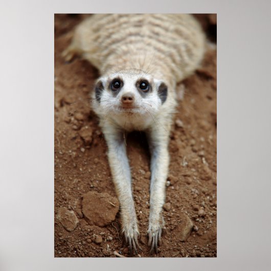 Poster Meerkat (Suricata Suricatta) Refroidissement (Devant)
