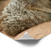 Poster Meerkats à l'affût (Coin)