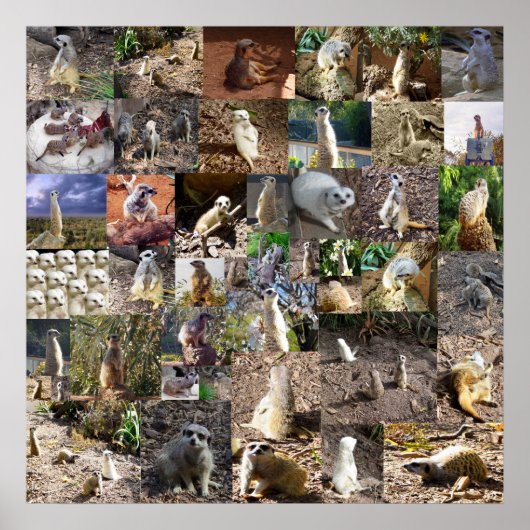 Poster Meerkats Joueurs Grand Collage Photo, (Devant)