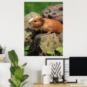 Poster Meerschweinchen (Bureau à domicile)