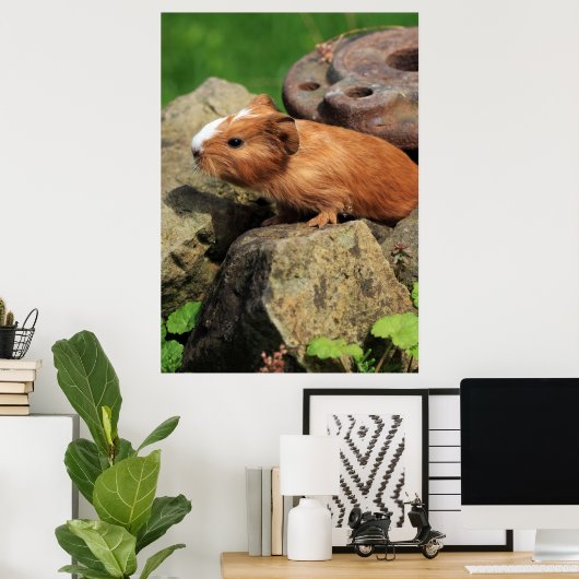 Poster Meerschweinchen (Bureau à domicile)