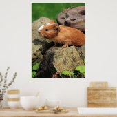 Poster Meerschweinchen (Cuisine)