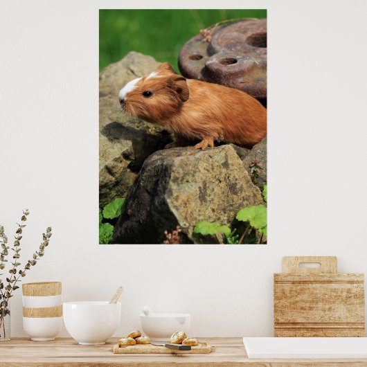 Poster Meerschweinchen (Cuisine)