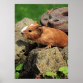 Poster Meerschweinchen (Devant)