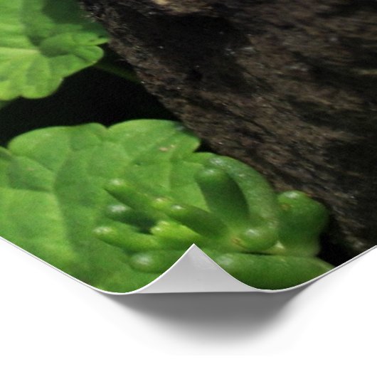 Poster Meerschweinchen (Coin)