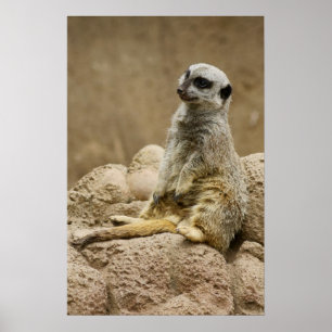 Poster Meetkat Posterq