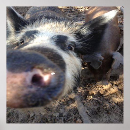 Poster Meg the Pig (Devant)