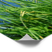 Poster Meganser Duck (Coin)