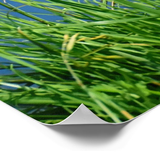 Poster Meganser Duck (Coin)