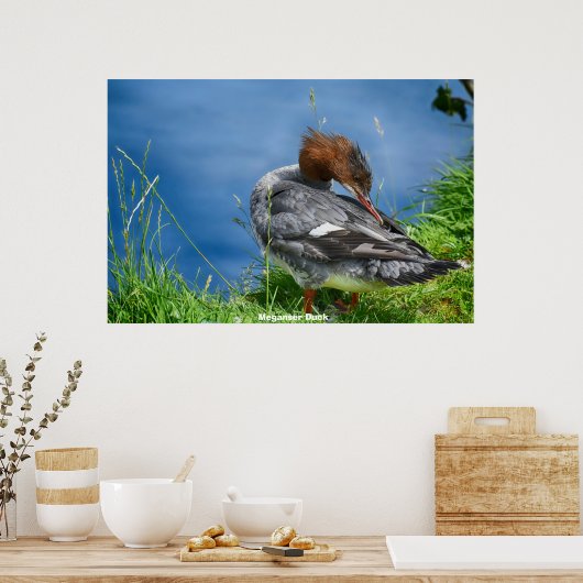 Poster Meganser Duck (Cuisine)