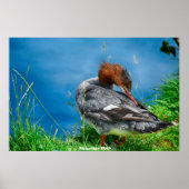 Poster Meganser Duck (Devant)