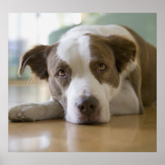 Poster Meilleur ami (Devant)