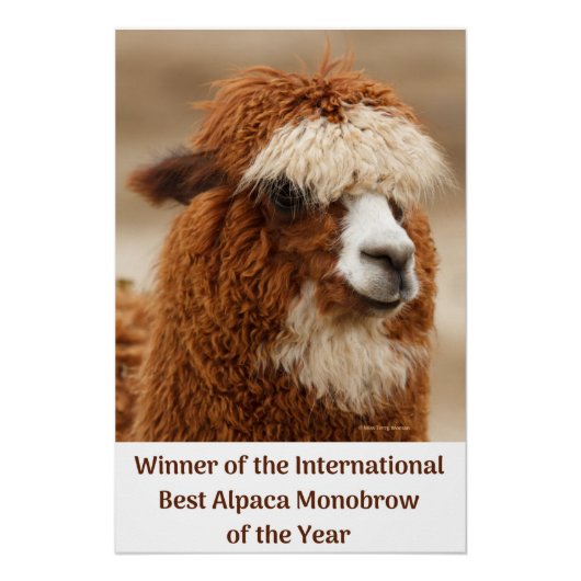 Poster Meilleur Sourcil Unique d'Alpaca (Devant)