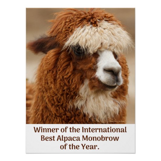 Poster Meilleur Sourcil Unique d'Alpaca (Devant)