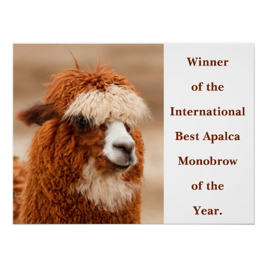 Poster Meilleur Sourcil Unique d'Alpaca (Devant)