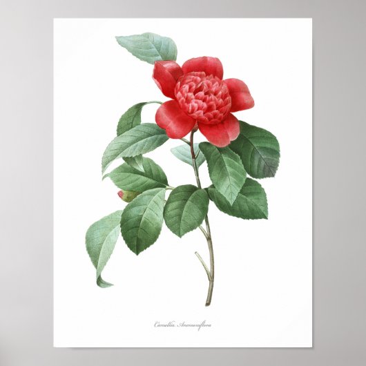 Poster MEILLEURE QUALITÉ Imprimerie botanique de Camellia (Devant)