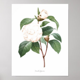 Poster MEILLEURE QUALITÉ Imprimerie botanique de Camellia