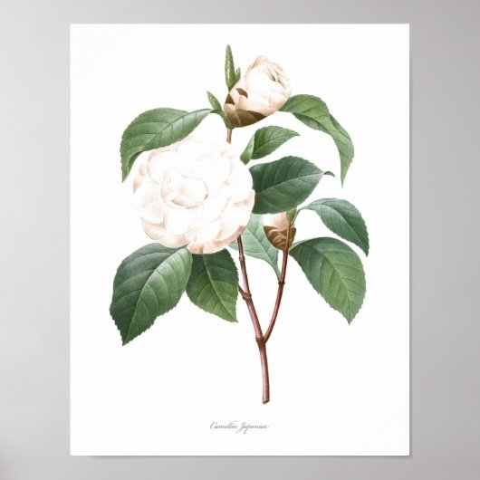 Poster MEILLEURE QUALITÉ Imprimerie botanique de Camellia (Devant)