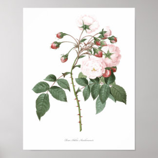Poster MEILLEURE QUALITÉ Imprimerie botanique du Rose Ade