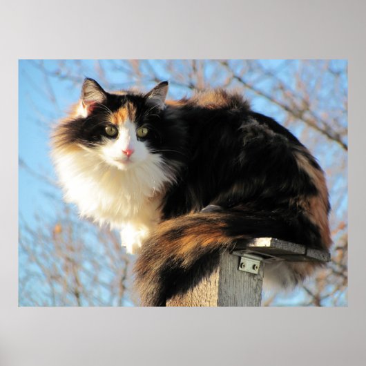 Poster Meilleure vue Calico Photo Cat (Devant)