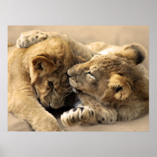 Poster Meilleurs amis de petits animaux de lion