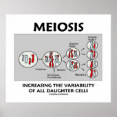 Poster Meiose Variabilité Croissante Toutes Les Cellules  (Devant)