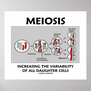 Poster Meiose Variabilité Croissante Toutes Les Cellules 