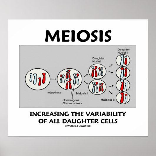 Poster Meiose Variabilité Croissante Toutes Les Cellules  (Devant)
