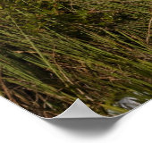 Poster Melaleuca Trees dans les Everglades (Coin)