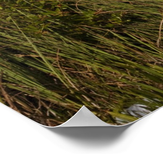 Poster Melaleuca Trees dans les Everglades (Coin)