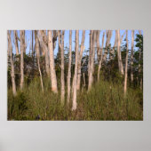 Poster Melaleuca Trees dans les Everglades (Devant)