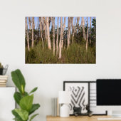 Poster Melaleuca Trees dans les Everglades (Bureau à domicile)